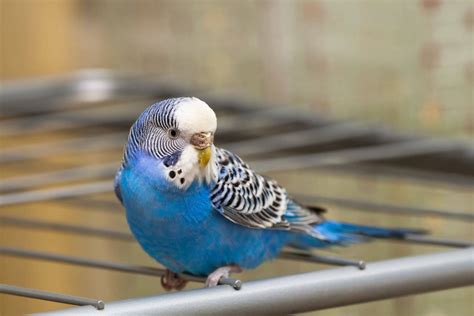 Mavi renkli muhabbet kuşu isimleri
